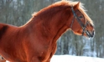 Sovětský heavywood horse